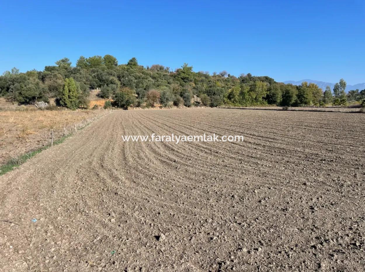 6254M2 Feld Zum Verkauf In Der Nähe Von Dalyan In Eskiköy