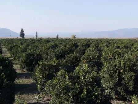 Garten Zum Verkauf In Oriya Tepearasi Zwischen Der Peak 65,000M2 Orange Garten Zum Verkauf