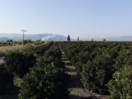 Garten Zum Verkauf In Oriya Tepearasi Zwischen Der Peak 65,000M2 Orange Garten Zum Verkauf