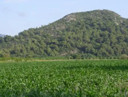 Bauernhof Zum Verkauf In Der Nähe Des Zentrums Von Dalyan,14, 612M2 Bauernhof Zum Verkauf