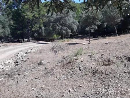 Dalyan Iztuzu In Der Dalyan Zum Verkauf Zum Verkauf In Der Candır 2367M2 2B