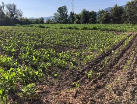 2200M2 Grundstück Zum Verkauf In Dalyan Zum Verkauf In Dalyan