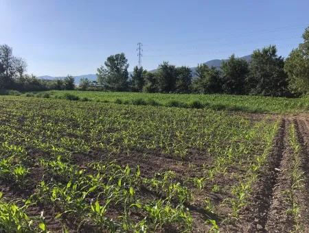 2200M2 Grundstück Zum Verkauf In Dalyan Zum Verkauf In Dalyan