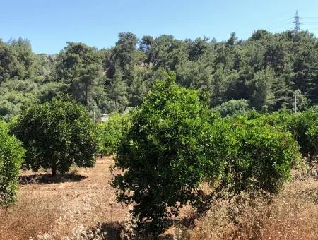 Garten Zum Verkauf In Gokce Akyaka, In Der Nähe Vom Meer, 38,000M2 Grundstück Zum Verkauf