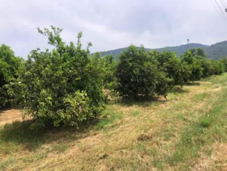 Grundstück Zu Verkaufen In Sourliyurtda 1085M2