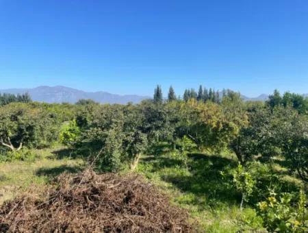 2223M2 Felder Zum Verkauf In Dalyan