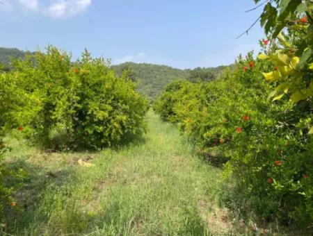 7800M2 Grundstück Zum Verkauf Am Anfang Der Strandstraße Iztuzu In Gökbel