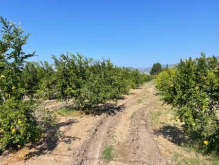 10.000 M2 Granatapfelgarten Zum Verkauf In Dalyan Arıkbaşı Und Gerendüzün