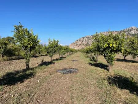 Grundstück Zum Verkauf In Dalyan In Der Nähe Des Zentrums Von 6600M2