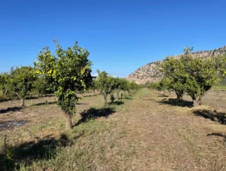 Grundstück Zum Verkauf In Dalyan In Der Nähe Des Zentrums Von 6600M2