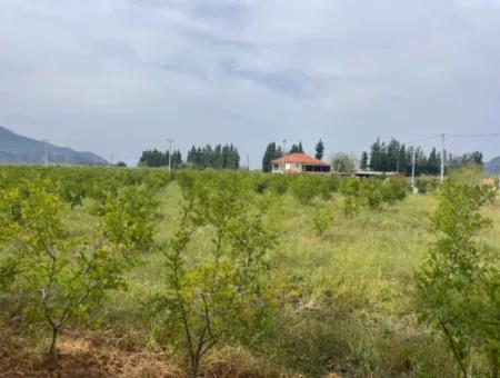 Feld Zu Verkaufen 6500M2 In Dalyan