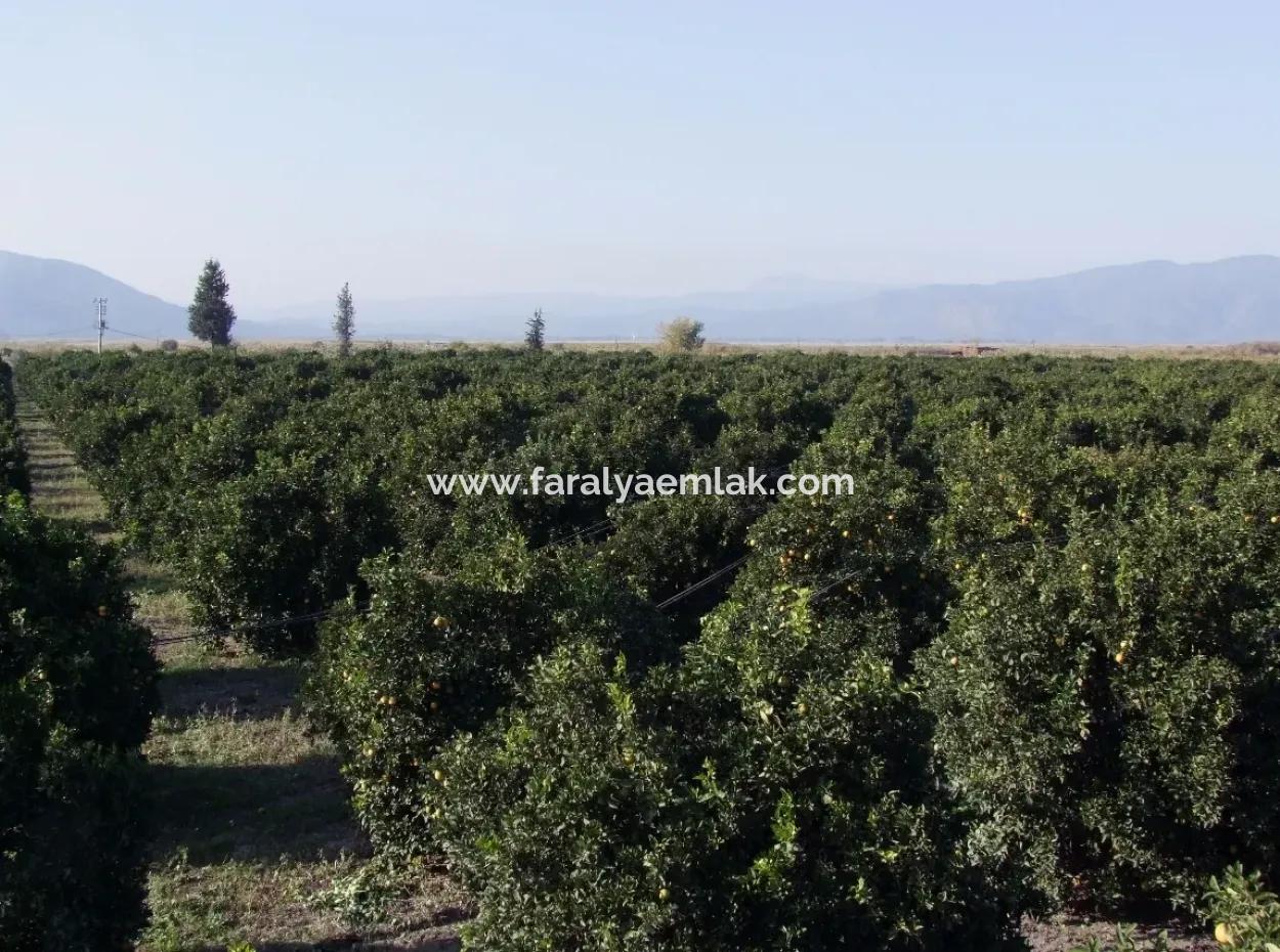 Garden For Sale In Oriya Tepearasi Between The Peak 65,000M2 Orange Garden For Sale