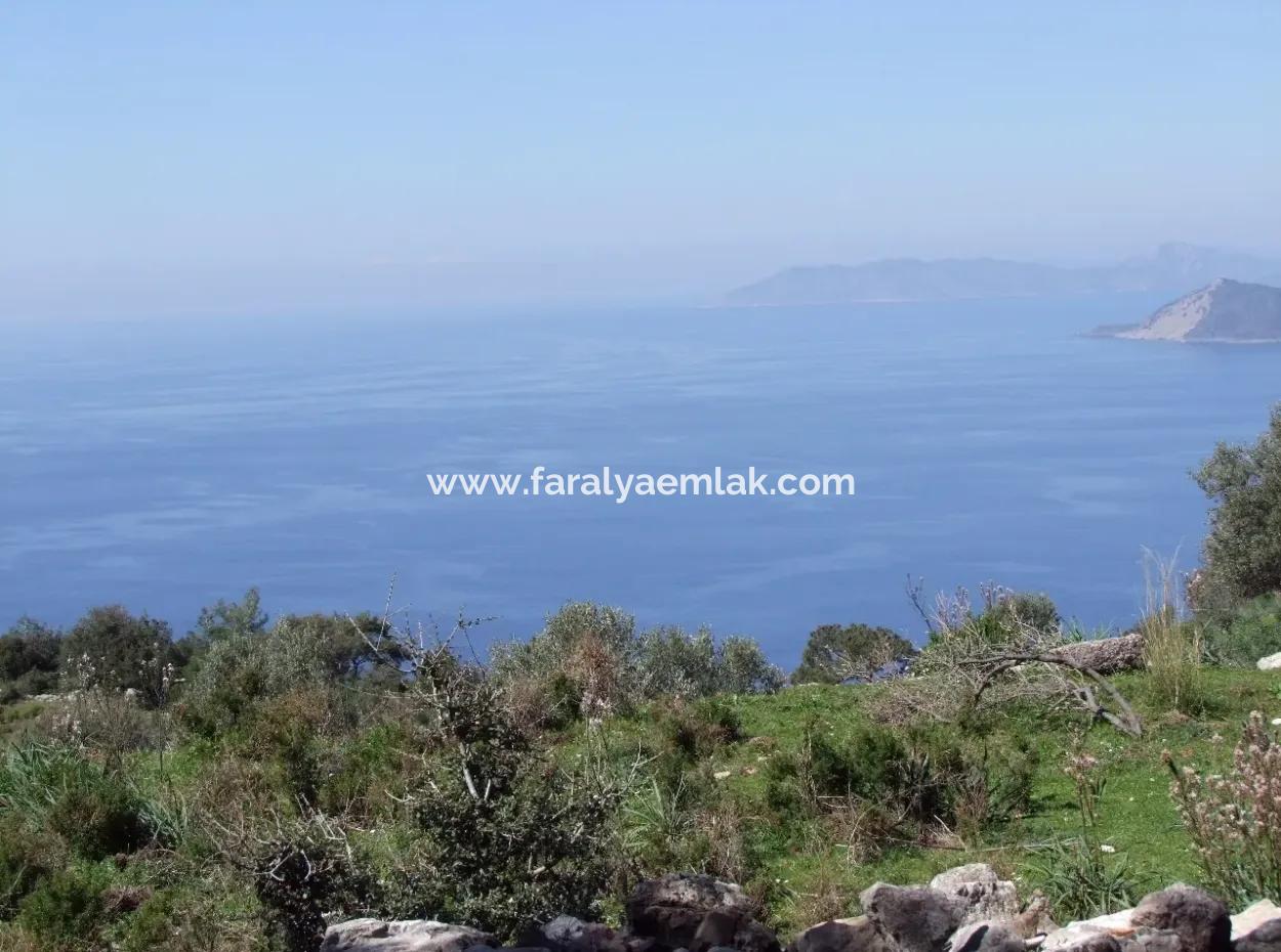 For Sale In Faralya Faralya With Sea View And 11,286M2 Land For Sale Tourism