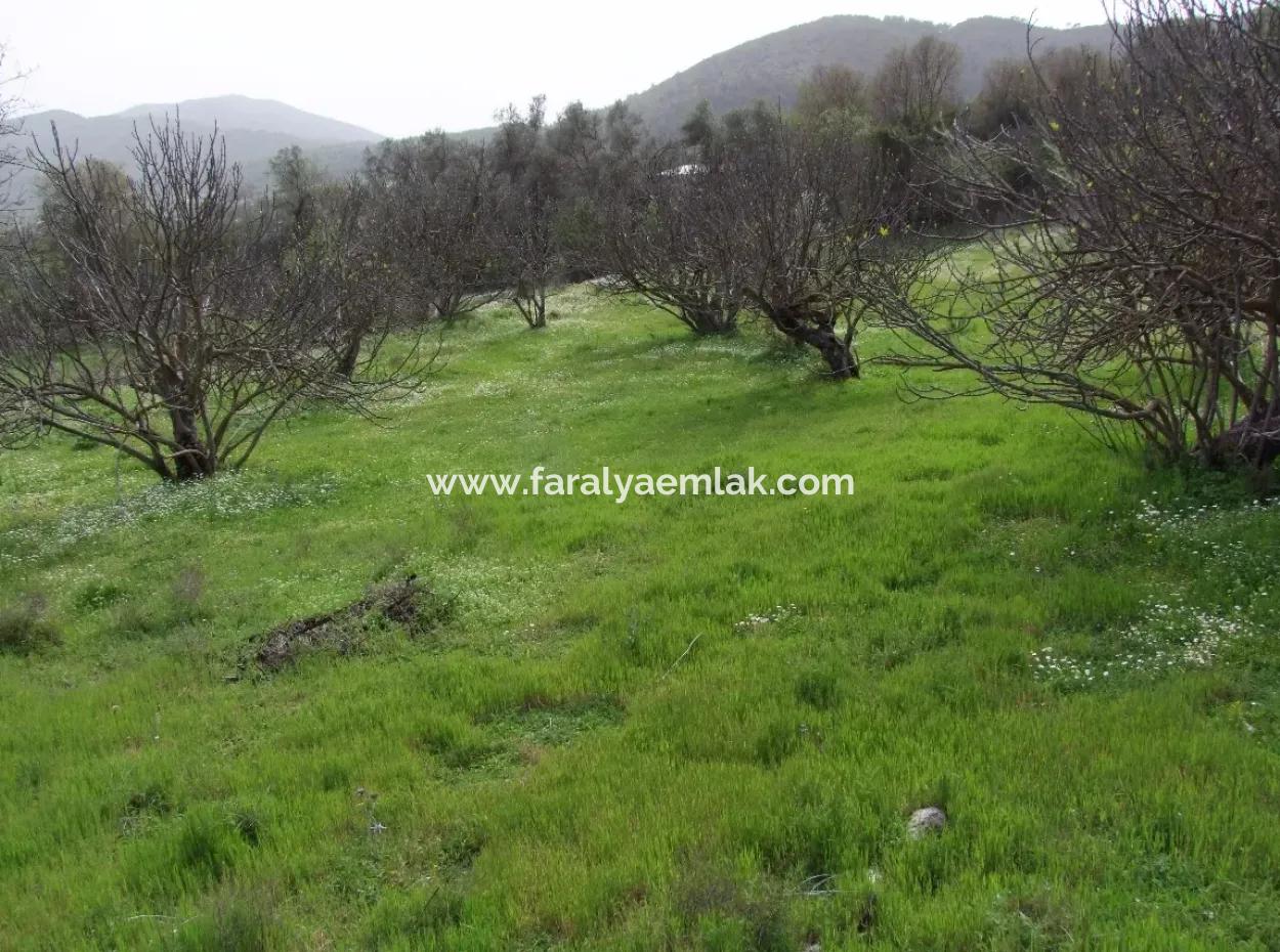 In Incirkoy Uzumlu Fethiye Plot For Sale Farm For Sale In Incirkoy