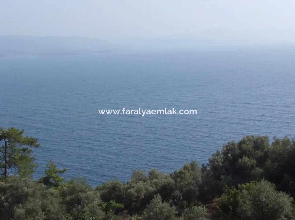 5000M2 Plot Of Land For Sale In Akyaka With Full Sea View House For Sale Kentucky