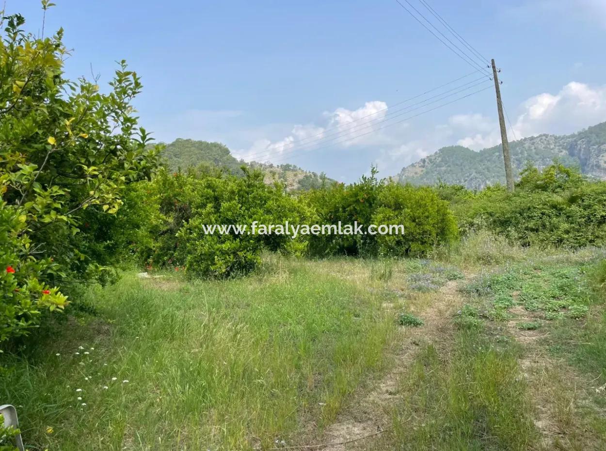 7800M2 Land For Sale At The Beginning Of Iztuzu Beach Road In Gökbel