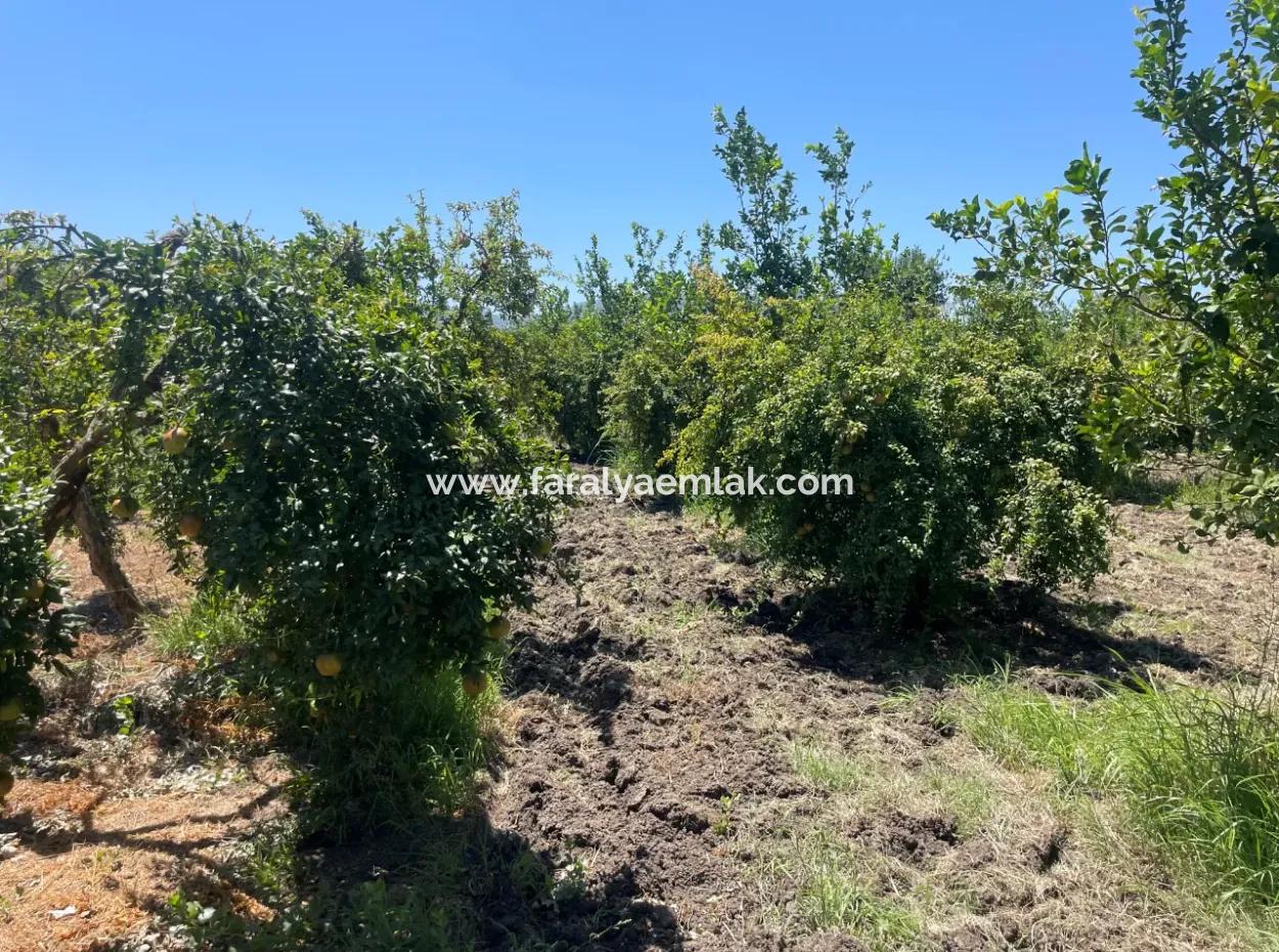 Road-New 6820M2 Pomegranate And Lemon Orchard Is For Sale In Tepearası