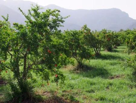 Merkez Dalyan Iztuzu Lake Garden Villa For Sale