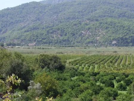 For Sale Farm For Sale In Dalyan 73410M2