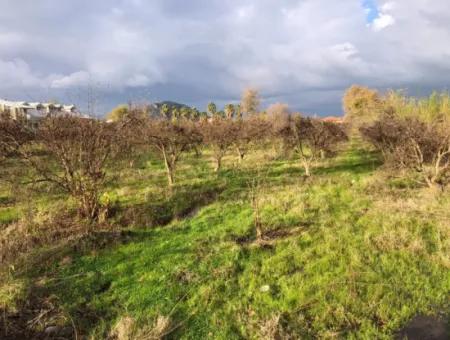 Dalyan Land For Sale Near The Center 3000M2 5% Zoning Land For Sale