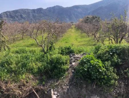 5500M2 Land For Sale In Dalyan