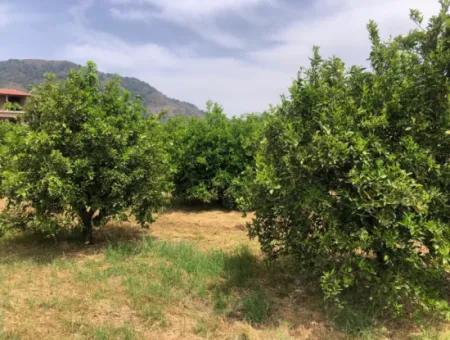 Land For Sale In Sourliyurtda 1085M2