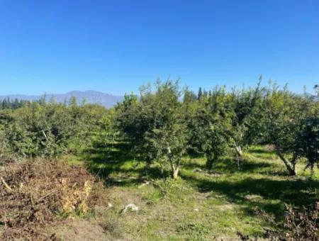 2223M2 Fields For Sale In Dalyan