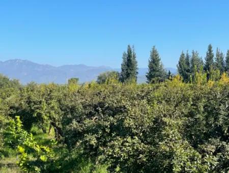 2223M2 Fields For Sale In Dalyan