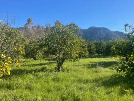 Dalyan Land For Sale 5227M2 Land For Sale