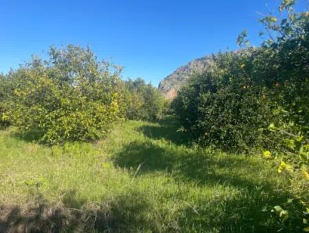 Dalyan Land For Sale 5227M2 Land For Sale