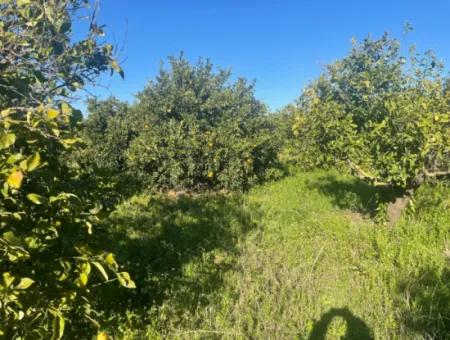 Dalyan Land For Sale 5227M2 Land For Sale