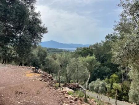 Olive House With Sea View In Ekincik Is For Sale