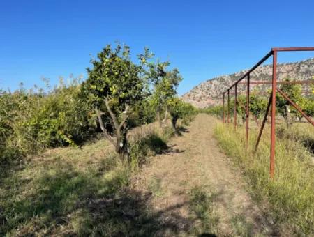 Land For Sale In Dalyan Close To The Center Of 6600M2