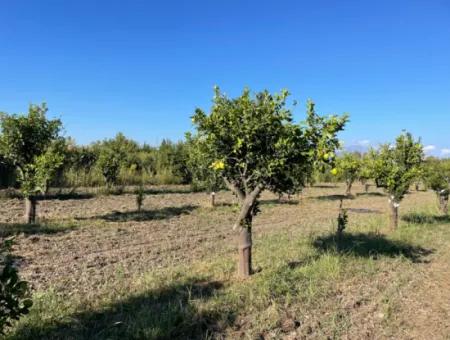 Land For Sale In Dalyan Close To The Center Of 6600M2