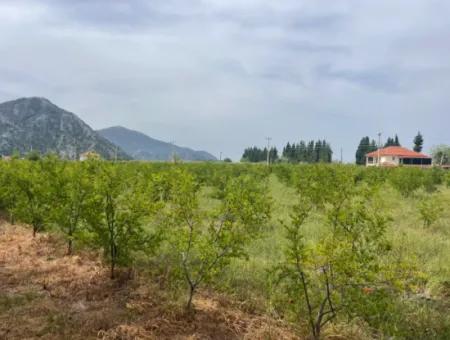 Field For Sale 6500M2 In Dalyan