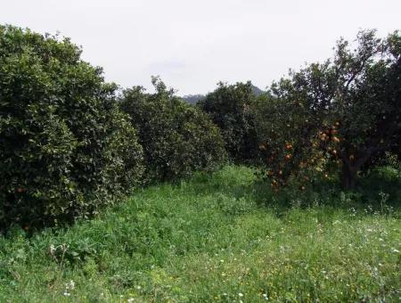 Gökçede Satılık Portakal Bahçesi 24,000M2 Denize Yakın Satılık Kelepir Satılık Bahçesi