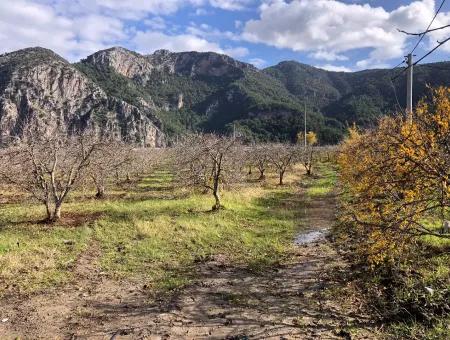 Dalyan Satılık Arazi İztuzu Yollu Üzerinde 24,000M2 Satılık Nar Bahçesi