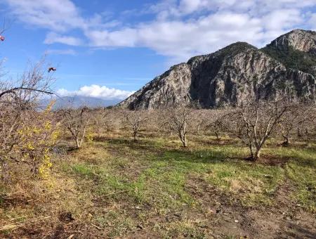 Dalyan Satılık Arazi İztuzu Yollu Üzerinde 24,000M2 Satılık Nar Bahçesi