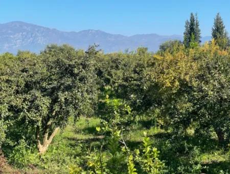 Dalyan'da Satılık 2223M2 Tarla