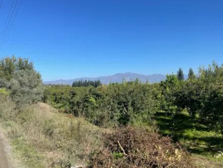 Dalyan'da Satılık 2223M2 Tarla