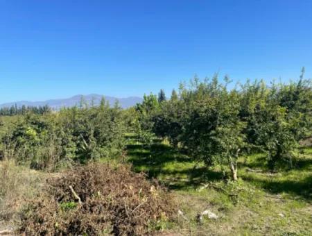 Dalyan'da Satılık 2223M2 Tarla