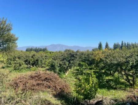 Dalyan'da Satılık 2223M2 Tarla