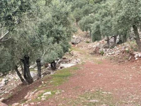 Ekincikde Deniz Manzaralı Zeytin Evi Satılıktır