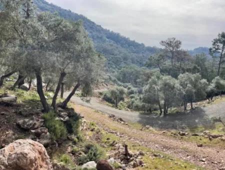 Ekincikde Deniz Manzaralı Zeytin Evi Satılıktır