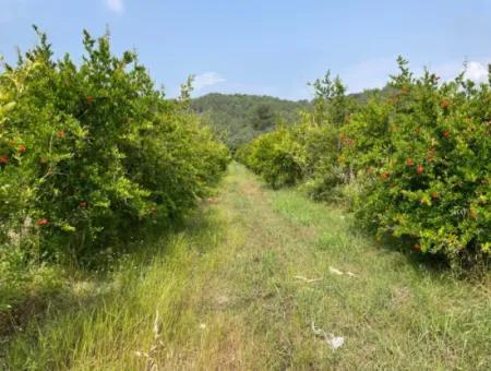 Gökbel'de İztuzu Plajı Yoluna Sıfır 7800M2 Satılık Arazi